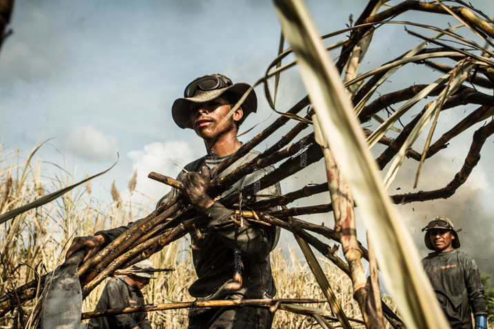 Labor and Life Conditions of Sugarcane Harvest Workers - 716x477